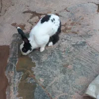 خرگوش نر|موش و خرگوش|شوشتر, |دیوار