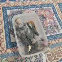 جوجه عروس هلندی|پرنده|کوثر, |دیوار