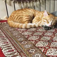 گربه اروم مهربون|گربه|تهران, فدک|دیوار