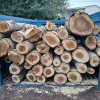 خرید درخت|خدمات باغبانی و درختکاری|گرگان, |دیوار