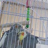 عروس هلندی سینامون مولد|پرنده|اهواز, ۳۰ متری|دیوار