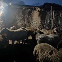 میش داشتی