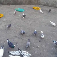 کبوتراز100شروع میشه به بالا|پرنده|ساری, |دیوار