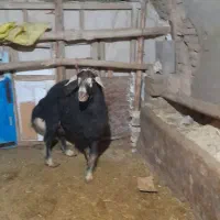 قوچ شکری اصل