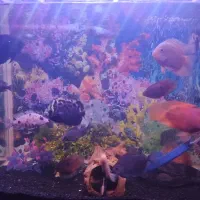 ماهی آکواریومی