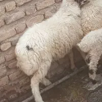 بره نر
