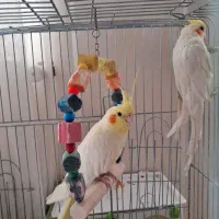 یک جفت عروس هلندی بالغ|پرنده|شهر بابک, |دیوار