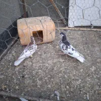 خال افشون کلاغ کربلایی