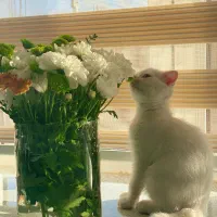 گربه