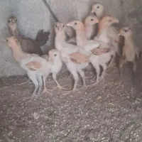 جوجه محلی دورگه لاری
