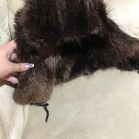 کلاه روسی نو