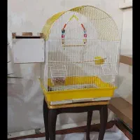 طوطی برزیلی|پرنده|ماکو, |دیوار