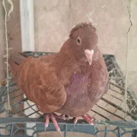 کفتر/کبوتر راعبی