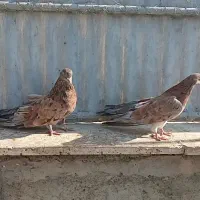 جفت سرول نر و ماده آتشی|پرنده|میانه, |دیوار