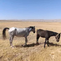 اسب|اسب و تجهیزات اسب‌سواری|سوری, |دیوار