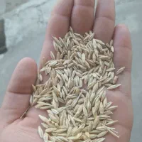 جو محلی
