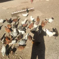 مرغ و خروس محلی