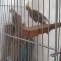 عروس هلندی|پرنده|مشهد, هنرستان|دیوار