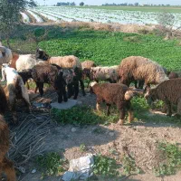 تعدادی میش زایده و میش آبستن