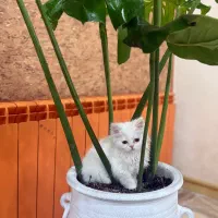 گربه