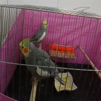 دوعددعروس هلندی نر