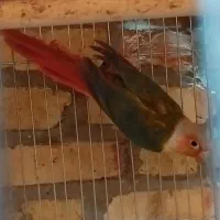 یک جفت گرینچیک