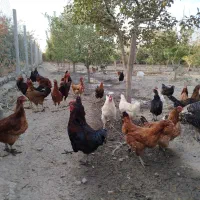 مرغ و خروس گلپایگان و لهستانی