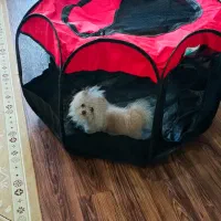 پارک سگ