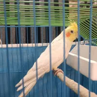 عروس هلندی نر