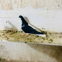 کبوتر چپ سیاه ماده