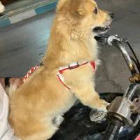 سگ پاکوتاه