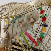 پرنده|پرنده|بانه, |دیوار