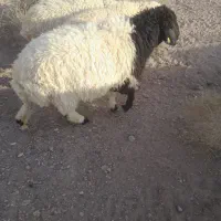 ۳بره نره تابستونی