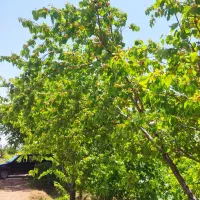 فروش باغ انگور و میوه|فروش دفتر صنعتی، کشاورزی، تجاری|ضیاء آباد, |دیوار