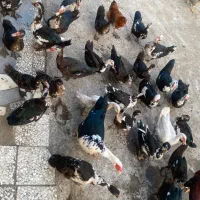 فروش اردک|حیوانات مزرعه|تالش, تالش|دیوار