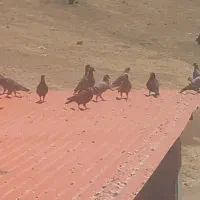 تعدادی کفتر فروشی است هر عزیزی خواست در خدمتیم