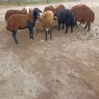 بره.توقلی.گوسفند|حیوانات مزرعه|سیمین شهر, |دیوار