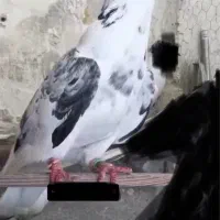 کبوتر رفتنی