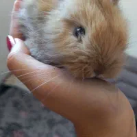 بچه خرگوش لوپ