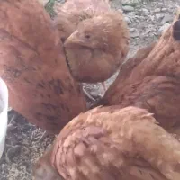 جوجه محلی (باروکه)