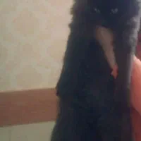 واگذاری فوری گربه پرشین بلکی