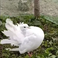 کبوتر دم طاووسی نر معاوضه با ماده