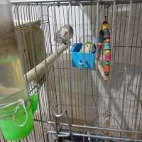 طوطی|پرنده|سنندج, |دیوار