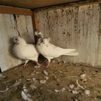کفتر جفتی دهن جور