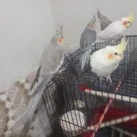 عروس هلندی مولد