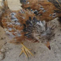 نیمچه سلطان 8عددواکسن خورده|حیوانات مزرعه|اصفهان, شیخ طوسی|دیوار