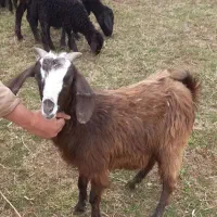 بزغاله ابستن یه هفته دیگه زایمان میکنه