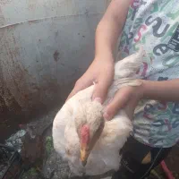 نیمچه‌مرغ‌وخروس