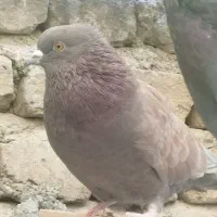 کفتر گرگی وسرخ|پرنده|تهران, شهرک رضویه|دیوار