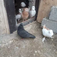 کبوتر|پرنده|اردبیل, |دیوار